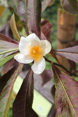 Franklinia alatamaha - franklinie americká - květ